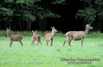 Taurusis elnias (Cervus elephus)